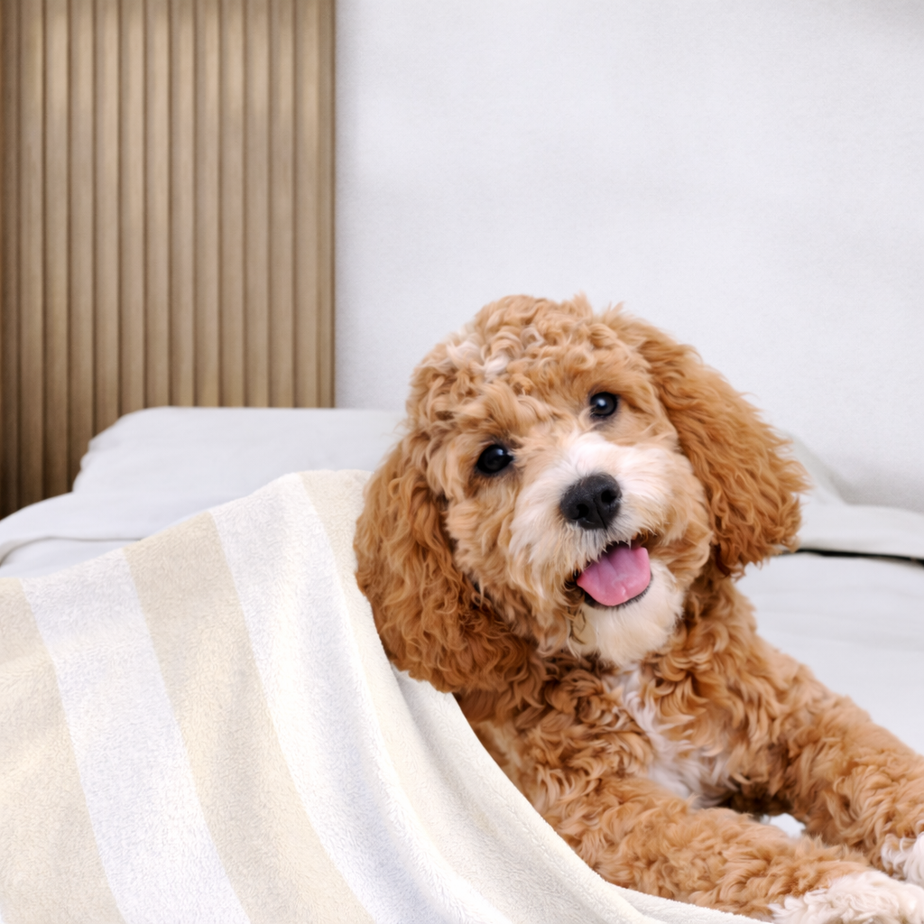 Athleisure Essentials Pet Blanket Creamy Beige