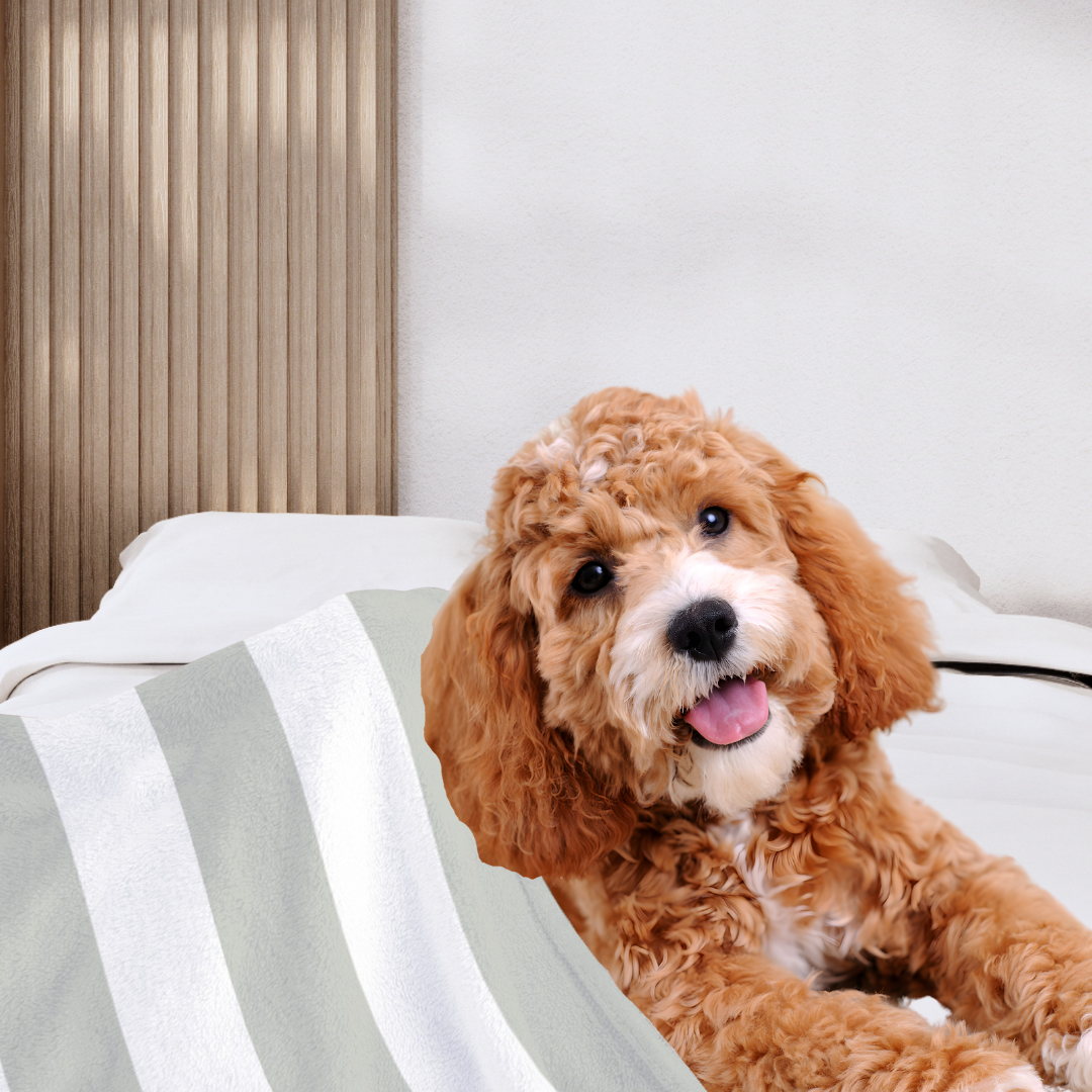 Athleisure Essentials Pet Blanket Indi Sage